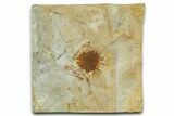 Paleocene Fossil Infructescence (Macginicarpa) - Montana #377896-1